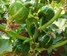 最新网红吃瓜爆料,娱乐圈最新惊天大瓜，揭秘明星背后惊人真相！