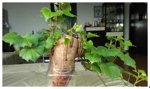 树叶最新爆料,娱乐圈最新爆料大起底